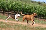 AMSTAFF  ADULT & PUPPIES 067